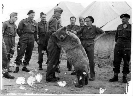 wojtek-soldier-bear-iwm
