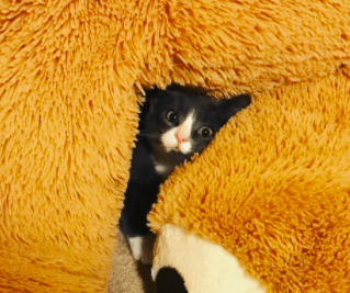 screen-shot-2016-12-12-at-4-29-53-pm