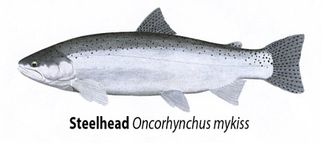 steelhead_full
