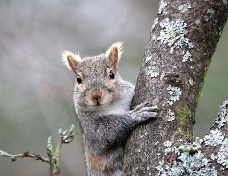 77a30e40b50c91e9d36b40d83020330b--tree-photography-funny-squirrel
