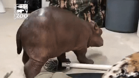 fragrantscratchyindigowingedparrot-size_restricted